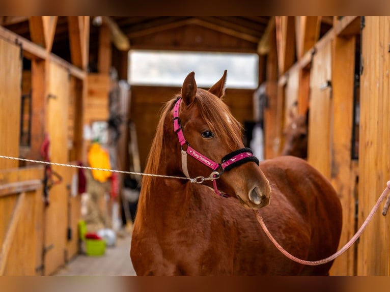 American Quarter Horse Merrie 2 Jaar 148 cm Vos in Wałbrzych