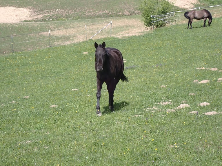 American Quarter Horse Merrie 2 Jaar 148 cm Zwart in Bernried