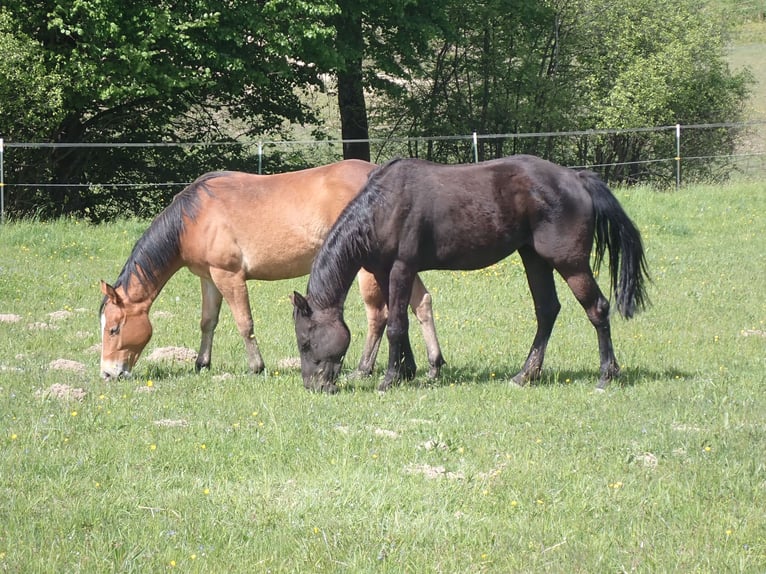 American Quarter Horse Merrie 2 Jaar 148 cm Zwart in Bernried