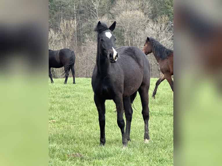 American Quarter Horse Mix Merrie 2 Jaar 148 cm Zwartbruin in Buchen (Odenwald)