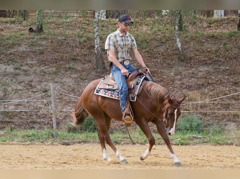 American Quarter Horse Merrie 2 Jaar 149 cm Donkere-vos in Pulgarn