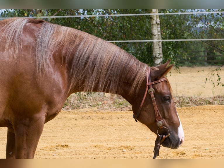 American Quarter Horse Merrie 2 Jaar 149 cm Donkere-vos in Pulgarn