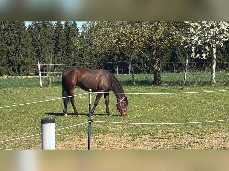 American Quarter Horse Merrie 2 Jaar 150 cm Bruin in Kirchendemenreuth