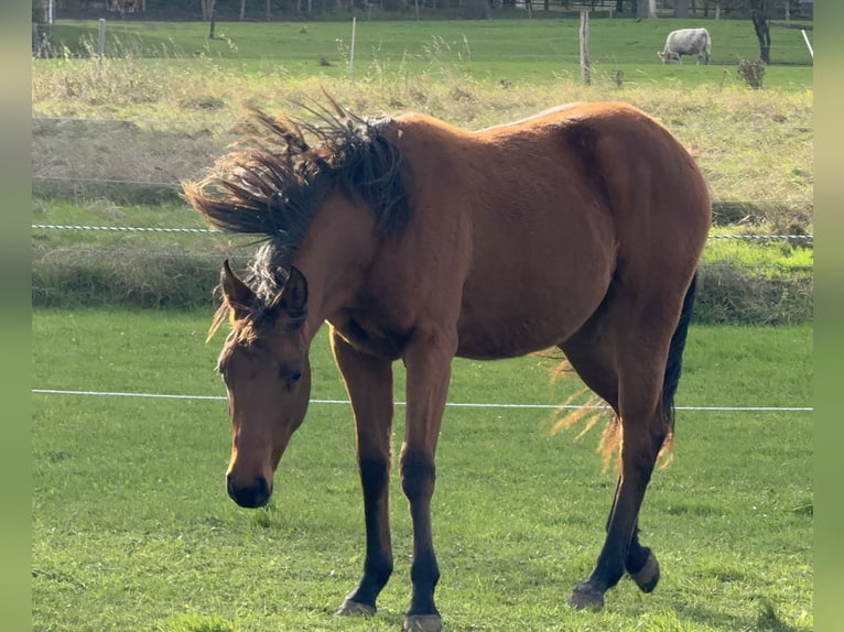 American Quarter Horse Merrie 2 Jaar 150 cm Bruin in Neustadt am Rübenberge