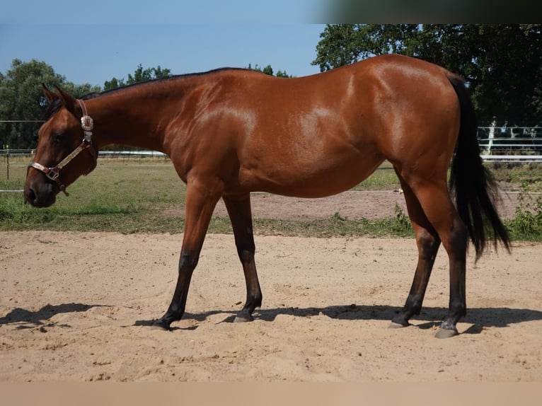 American Quarter Horse Merrie 2 Jaar 150 cm Bruin in Neustadt am Rübenberge