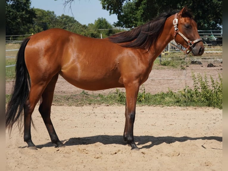American Quarter Horse Merrie 2 Jaar 150 cm Bruin in Neustadt am Rübenberge