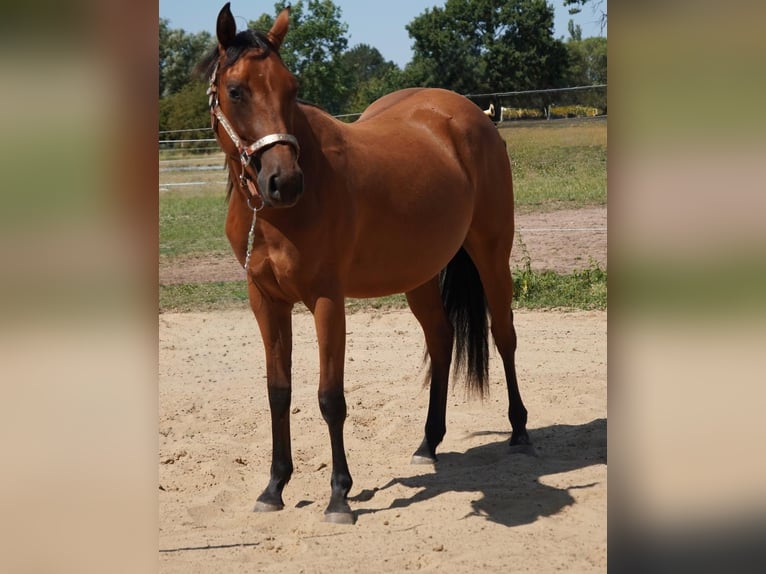 American Quarter Horse Merrie 2 Jaar 150 cm Bruin in Neustadt am Rübenberge