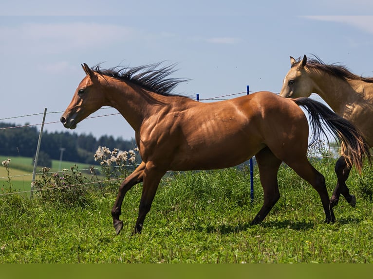American Quarter Horse Merrie 2 Jaar 150 cm Bruin in Dietenheim