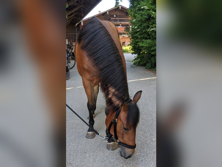 American Quarter Horse Merrie 2 Jaar 150 cm Bruin in Stubenberg