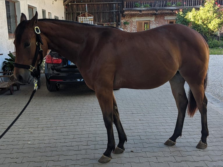 American Quarter Horse Merrie 2 Jaar 150 cm Bruin in Stubenberg