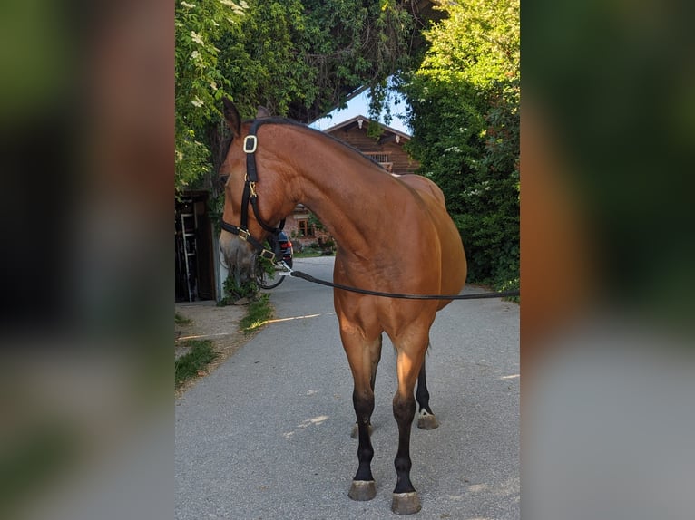 American Quarter Horse Merrie 2 Jaar 150 cm Bruin in Stubenberg