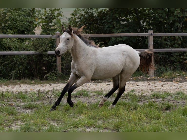American Quarter Horse Mix Merrie 2 Jaar 150 cm Buckskin in Dörnberg