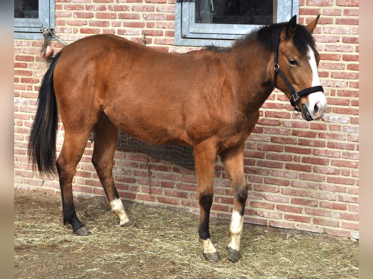American Quarter Horse Merrie 2 Jaar 150 cm Buckskin in Herselt