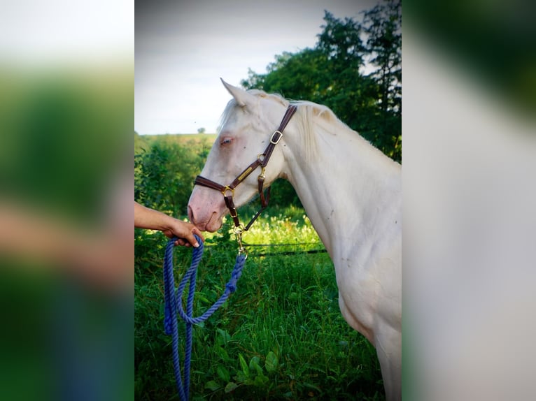 American Quarter Horse Merrie 2 Jaar 150 cm Cremello in Schmitshausen