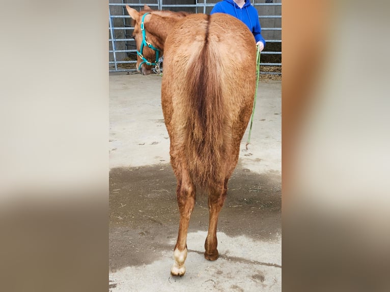 American Quarter Horse Merrie 2 Jaar 150 cm  in Echternacherbrück