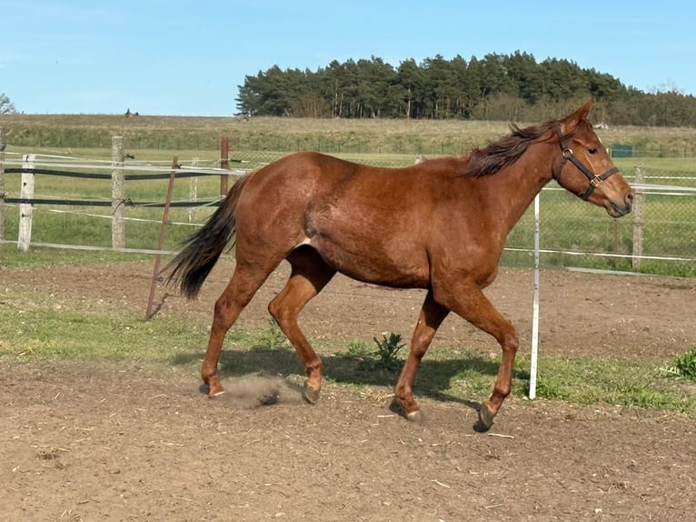 American Quarter Horse Merrie 2 Jaar 150 cm Donkere-vos in Ludwigslust