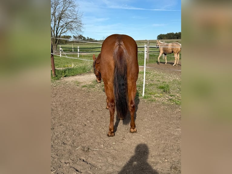 American Quarter Horse Merrie 2 Jaar 150 cm Donkere-vos in Ludwigslust