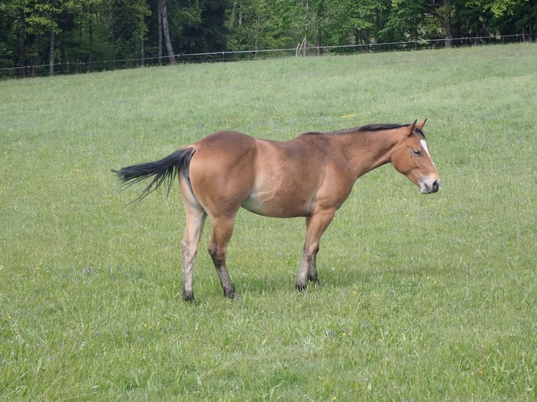American Quarter Horse Merrie 2 Jaar 150 cm Donkere-vos in Bernried