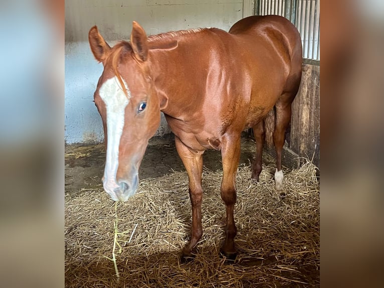 American Quarter Horse Merrie 2 Jaar 150 cm Donkere-vos in Wasserburg am Inn