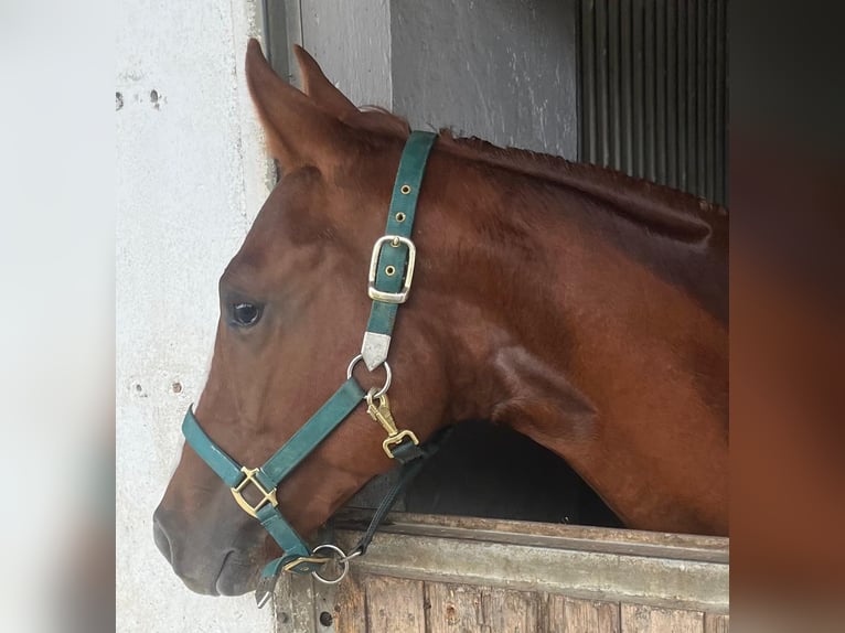 American Quarter Horse Merrie 2 Jaar 150 cm Donkere-vos in Wasserburg am Inn