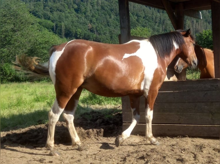 American Quarter Horse Mix Merrie 2 Jaar 150 cm Gevlekt-paard in Adenau