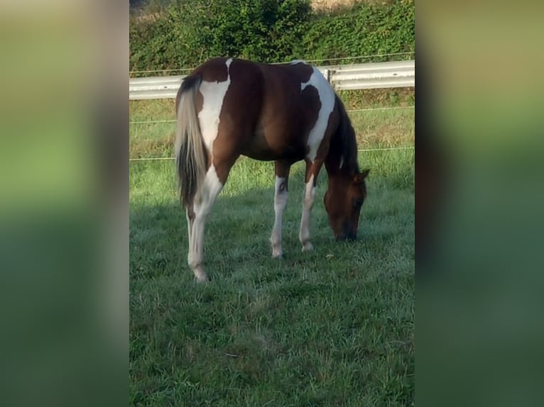 American Quarter Horse Mix Merrie 2 Jaar 150 cm Gevlekt-paard in Adenau