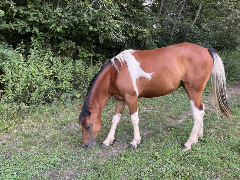 American Quarter Horse Mix Merrie 2 Jaar 150 cm Gevlekt-paard in Adenau