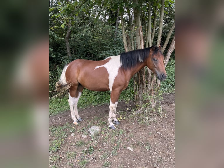 American Quarter Horse Mix Merrie 2 Jaar 150 cm Gevlekt-paard in Adenau