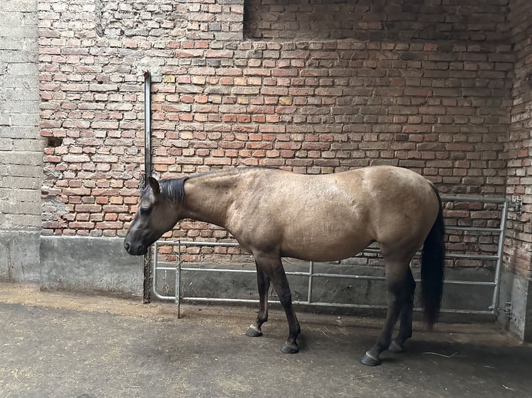 American Quarter Horse Merrie 2 Jaar 150 cm Grullo in Meckenheim