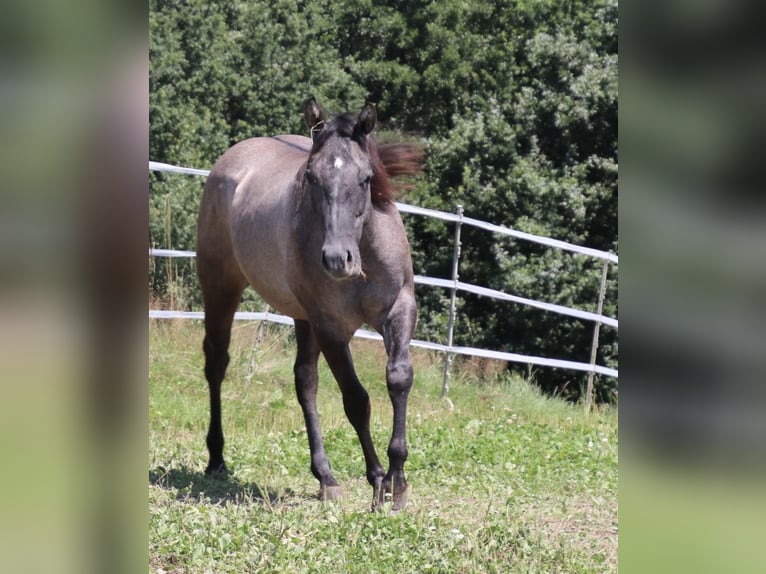 American Quarter Horse Merrie 2 Jaar 150 cm kan schimmel zijn in Schwarzach