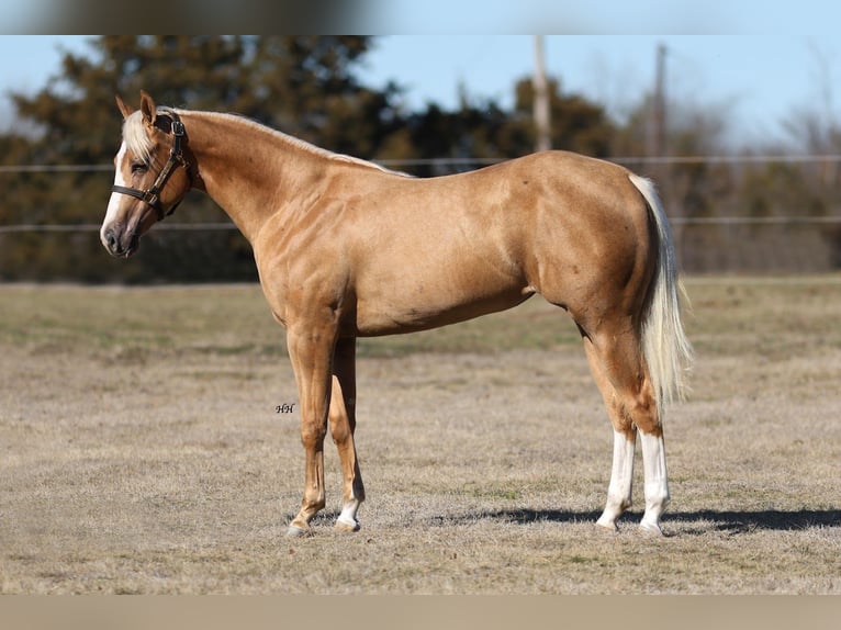 American Quarter Horse Merrie 2 Jaar 150 cm Palomino in Whitesboro