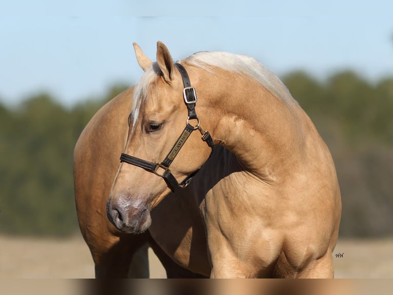 American Quarter Horse Merrie 2 Jaar 150 cm Palomino in Whitesboro
