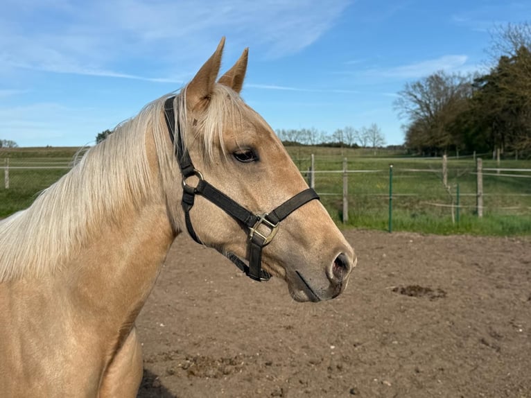 American Quarter Horse Merrie 2 Jaar 150 cm Palomino in Ludwigslust