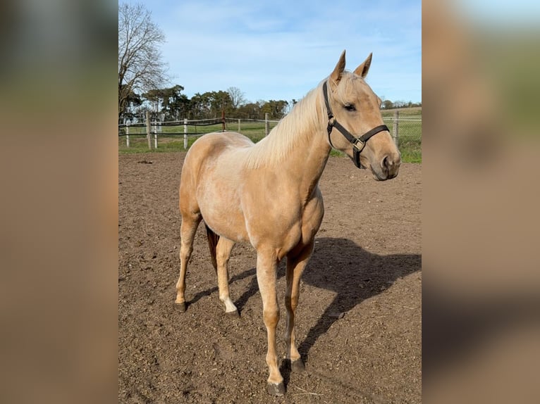 American Quarter Horse Merrie 2 Jaar 150 cm Palomino in Ludwigslust