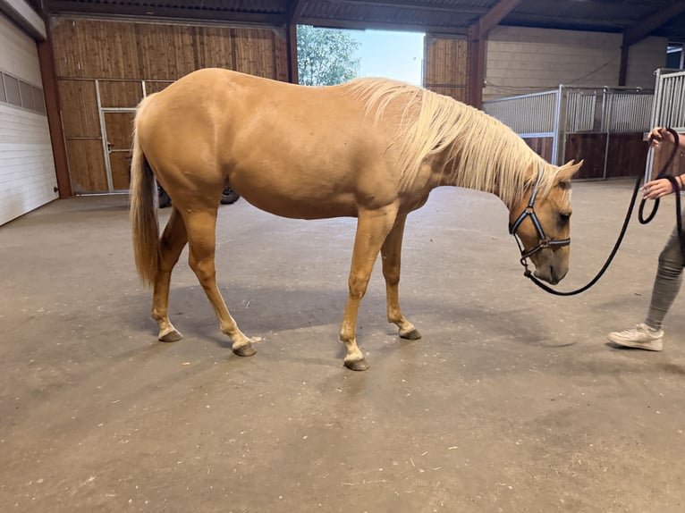 American Quarter Horse Merrie 2 Jaar 150 cm Palomino in Haren