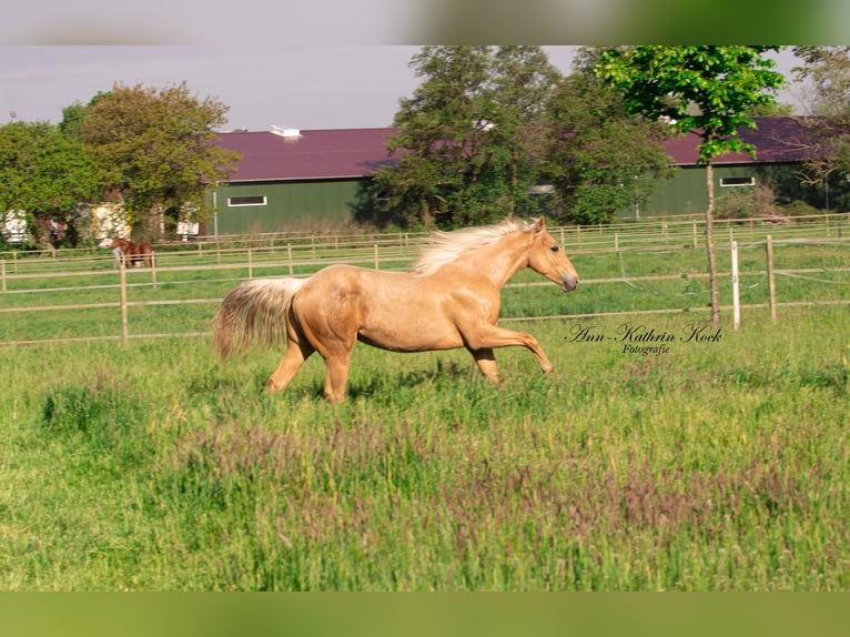 American Quarter Horse Merrie 2 Jaar 150 cm Palomino in Haren