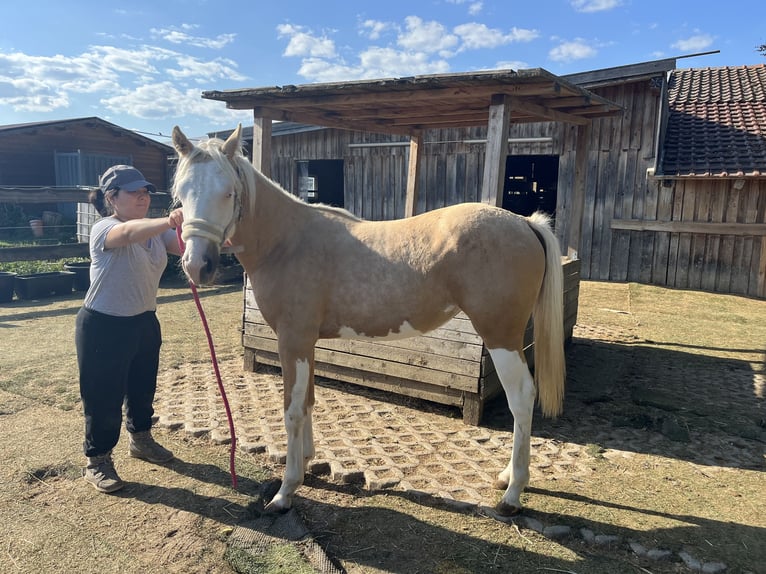 American Quarter Horse Merrie 2 Jaar 150 cm Palomino in Essenbach