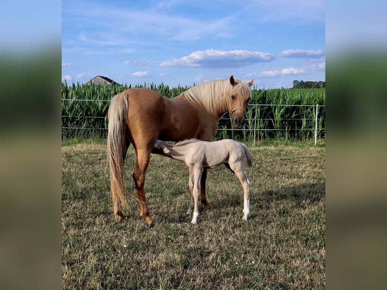American Quarter Horse Mix Merrie 2 Jaar 150 cm Perlino in Oberlangen American Quarter Horse Mix Merrie 2 Jaar 150 cm Perlino in Oberlangen