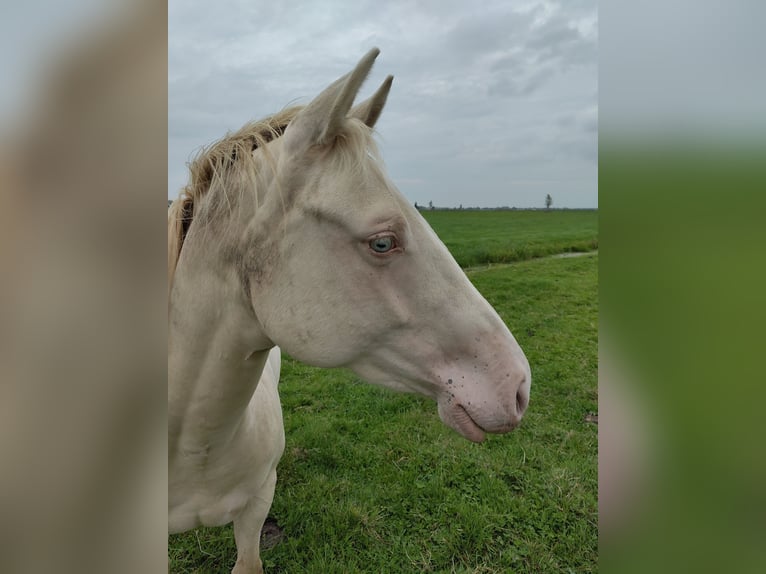 American Quarter Horse Merrie 2 Jaar 150 cm Perlino in Vreeland