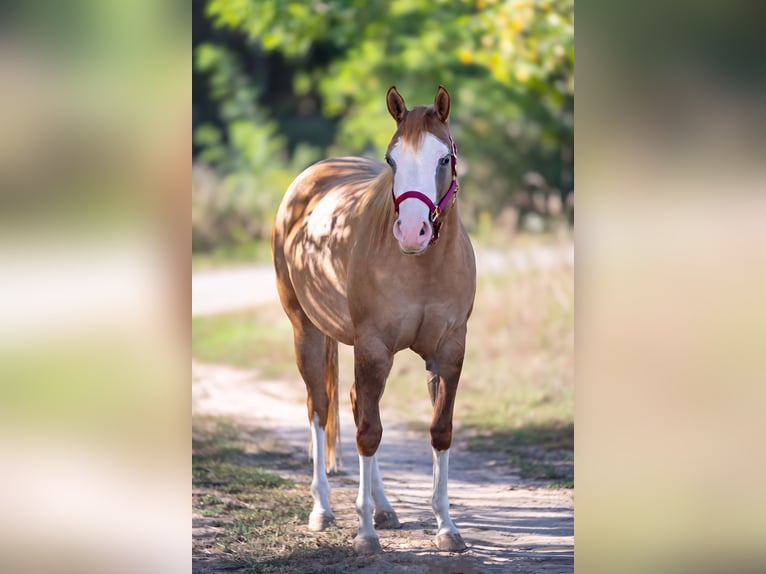 American Quarter Horse Merrie 2 Jaar 150 cm Red Dun in Sankt Leon-RotSt. Leon-Rot