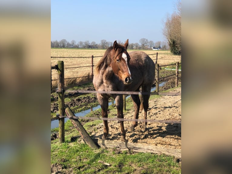 American Quarter Horse Merrie 2 Jaar 150 cm Roan-Red in Sint-Joris