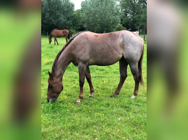 American Quarter Horse Merrie 2 Jaar 150 cm Roan-Red in Sint-Joris