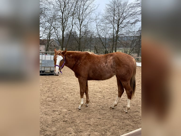 American Quarter Horse Merrie 2 Jaar 150 cm Roan-Red in Bamberg