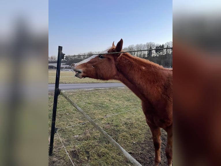 American Quarter Horse Merrie 2 Jaar 150 cm Roan-Red in Bamberg