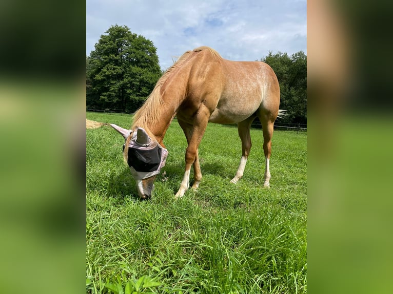 American Quarter Horse Merrie 2 Jaar 150 cm Roan-Red in Bamberg