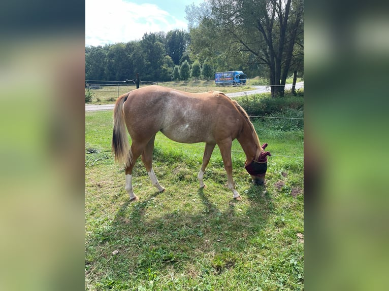 American Quarter Horse Merrie 2 Jaar 150 cm Roan-Red in Bamberg