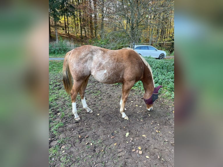 American Quarter Horse Merrie 2 Jaar 150 cm Roan-Red in Bamberg