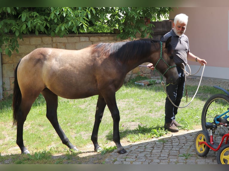 American Quarter Horse Merrie 2 Jaar 150 cm Schimmel in Müglitztal