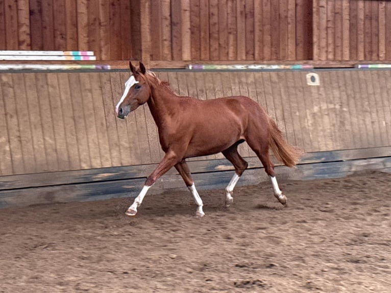 American Quarter Horse Merrie 2 Jaar 150 cm Vos in Liebenau