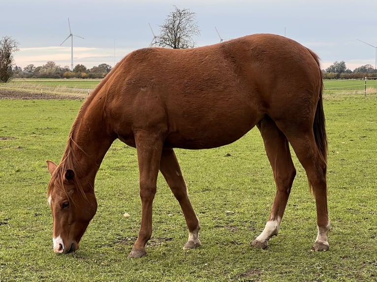 American Quarter Horse Merrie 2 Jaar 150 cm Vos in Neustadt am Rübenberge